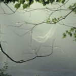 spiderweb_E034